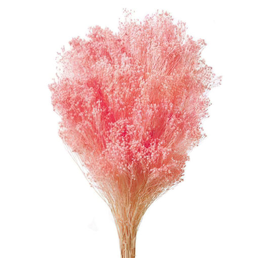 Picture of Preserved  Broom Blooms | 50cm | Pink