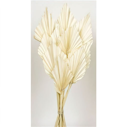 Picture of Palm Spear  | 10pcs  | Bleached Cream