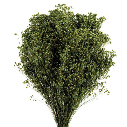 Picture of Preserved Broom Bloom Dark | 100gm | Green