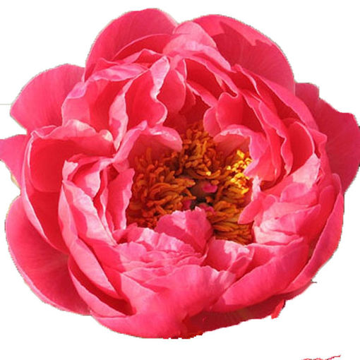 Picture of Peony Coral Charm