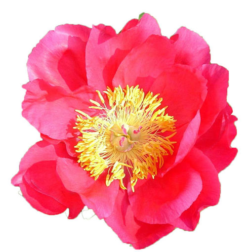 Picture of Peony Flame