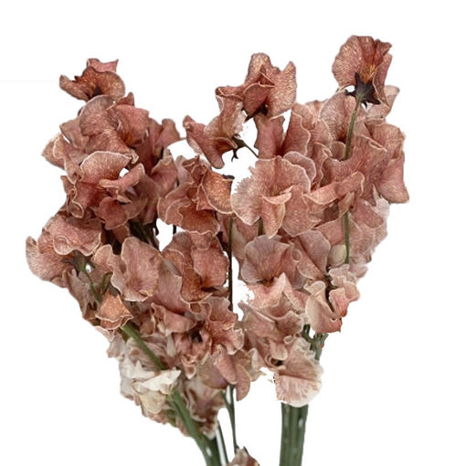 Picture of Lathyrus - Sweet Pea Brownie