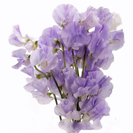 Picture of Lathyrus - Sweet Pea  Lilac