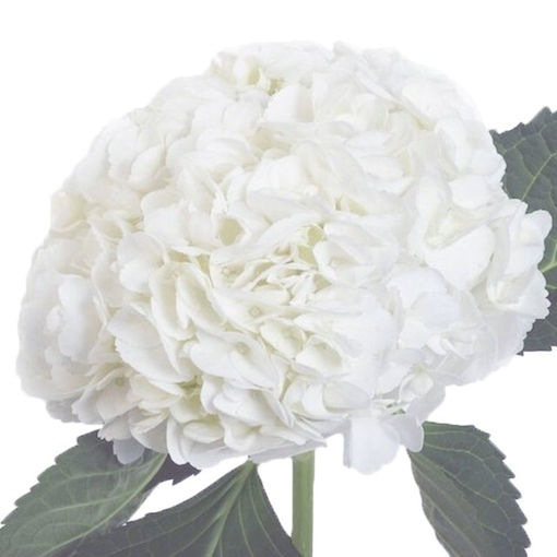 Picture of Hydrangea Lollypop White