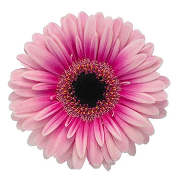 Buy wholesale cut Gerbera & Germini online | Wholesale Cut Flowers Direct