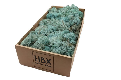 Picture of Reindeer Moss | 500gm | Ice Blue