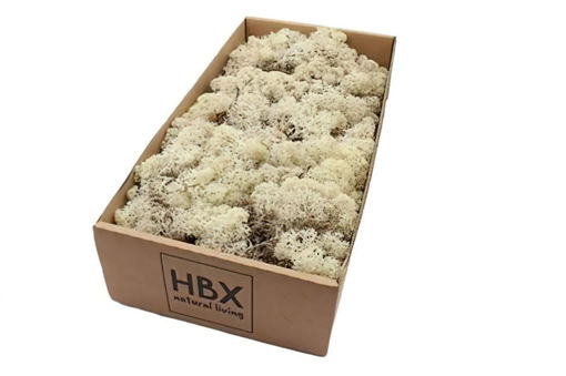 Picture of Reindeer Moss 500gm  - Natural