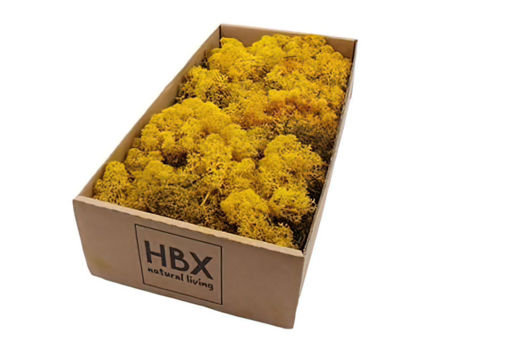 Picture of Reindeer Moss 500gm  - Yellow