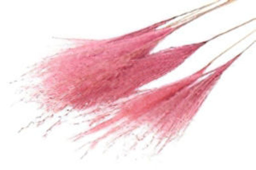 Picture of Bunched Fluffy Silver Grass 75cm - Pink