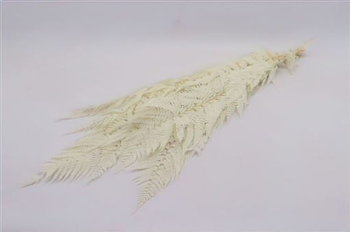 Picture of Bunched Fern 10pcs -  Bleached