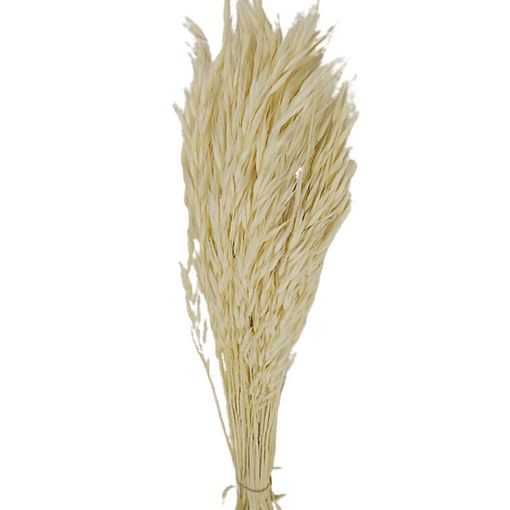 Picture of Avena Sativa  | Oats White  | 80cm | 200g bunch