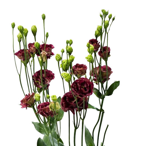 Picture of Lisianthus Rosanne Deep Brown