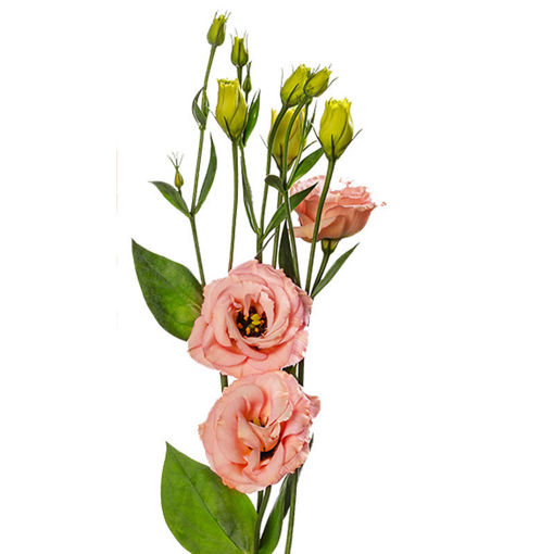 Picture of Lisianthus Lisado Apricot