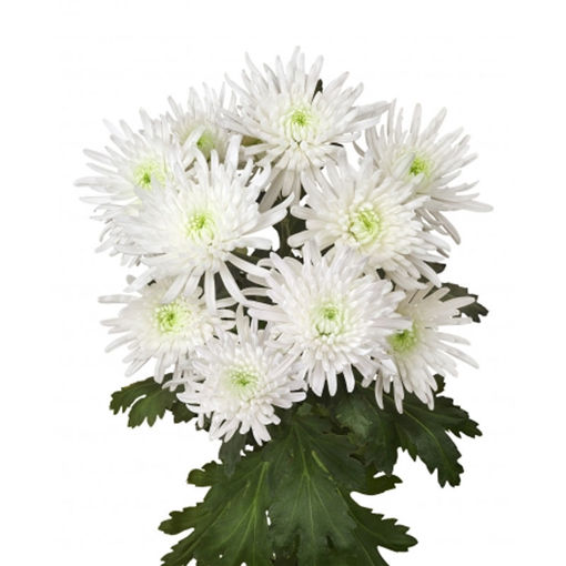 Picture of Chrysant. Spray Topspin