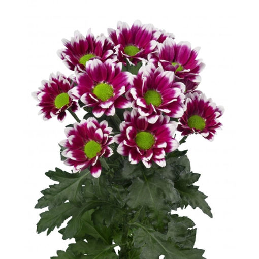 Picture of Chrysant. Spray Together Dark