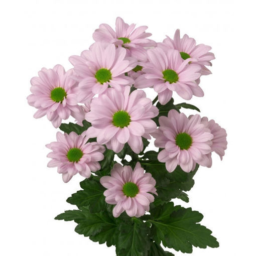 Picture of Chrysant. Spray Kennedy Rosy