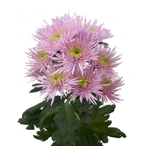 Picture of Chrysant. Spray Capriool