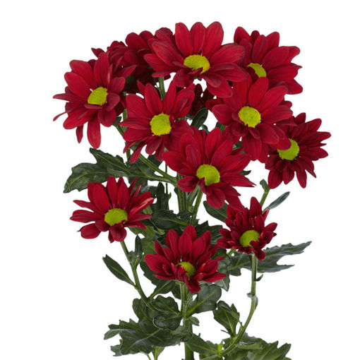 Picture of Chrysant. Spray Barolo