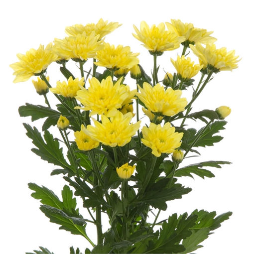 Picture of Chrysant. Spray Baltica Yellow