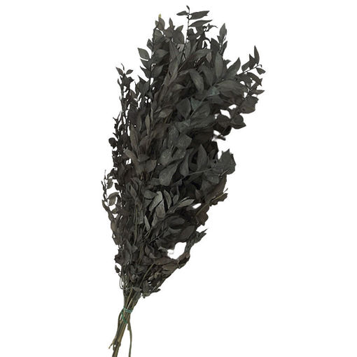 Picture of Preserved Ruscus  | Grey | 150g