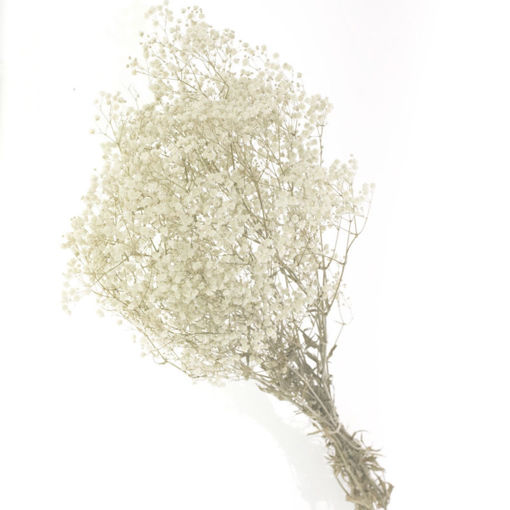 Picture of Preserved Gypsophila | 40-45 cm | 100gm