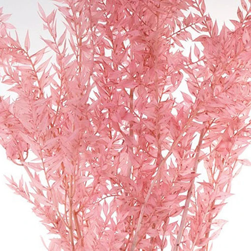 Picture of Preserved Ruscus | Pink | 150g