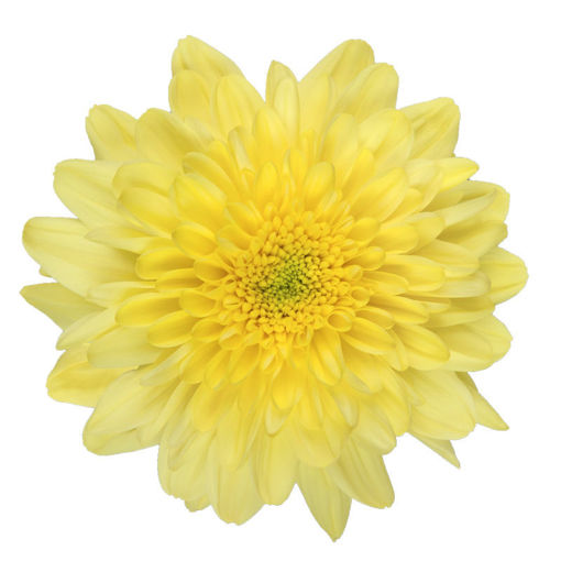 Picture of Chrysant. Disbud Zembla Yellow