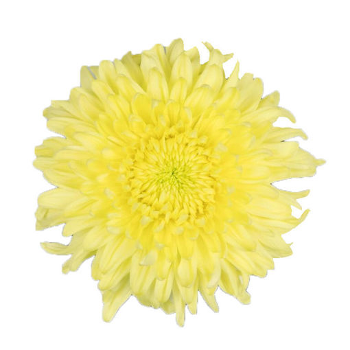 Picture of Chrysant. Football mum Magnum Yellow