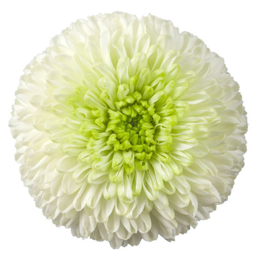 Picture of Chrysant. Football mum Alibaba