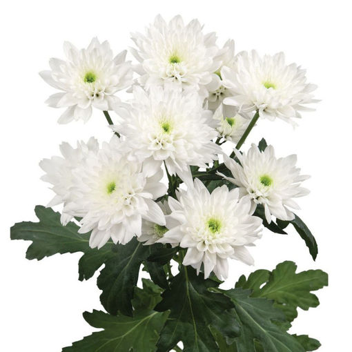 Picture of Chrysant. Spray Euro