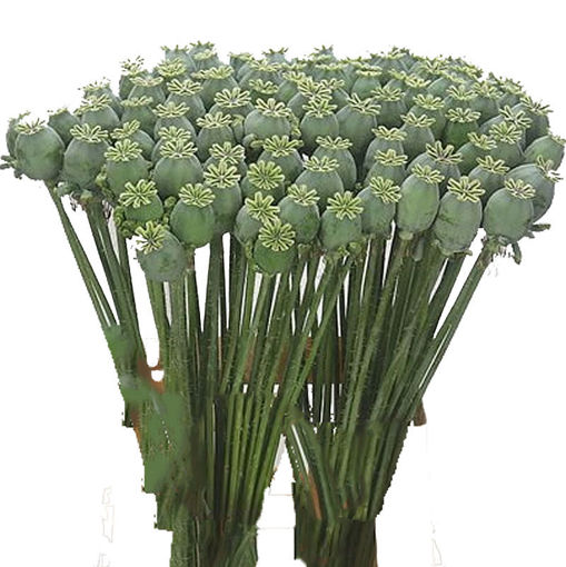 Picture of Poppy Heads - natural