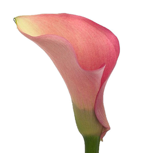 Picture of Calla lilly Auckland