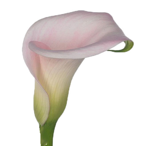 Picture of Calla Lilly Sweet Art