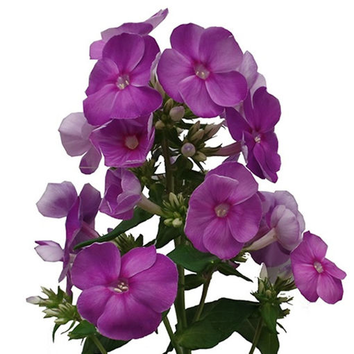 Picture of Phlox Crissy Blue