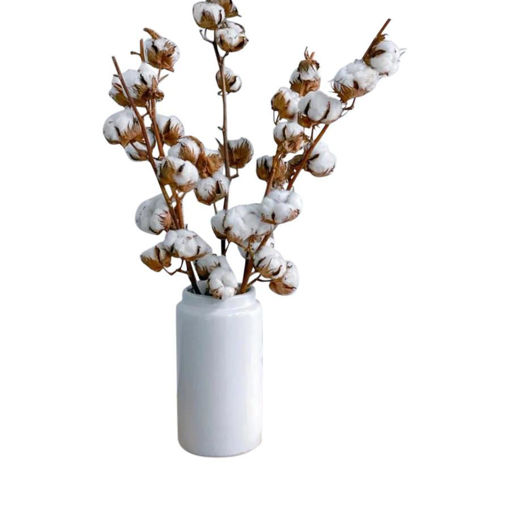 Picture of Cotton x 360 stems