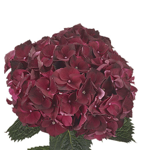 Picture of Hydrangea Magical Ruby Red Classic