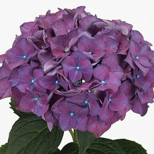 Picture of Hydrangea Rodeo Purple