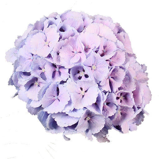 Picture of Hydrangea Lolly Pop Lavender