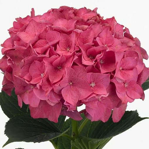 Picture of Hydrangea Rodeo
