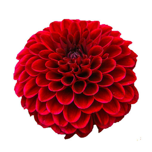 Picture of Dahlia Red Fox