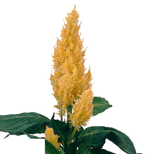 Picture of Celosia Centuary Yellow