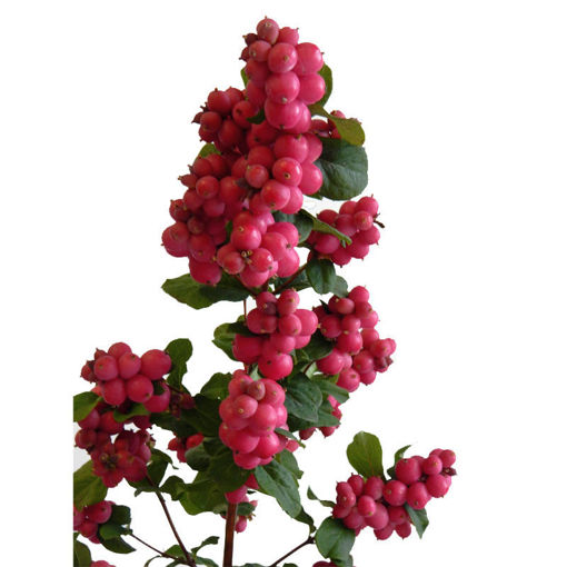Picture of Symphoricarpos Ruby Giant