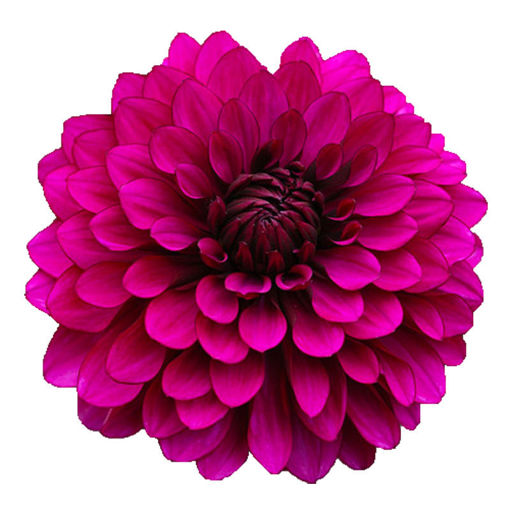 Picture of Dahlia Purple Flame