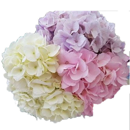 Picture of Hydrangea Mixed White - Lilac - Pale Pink
