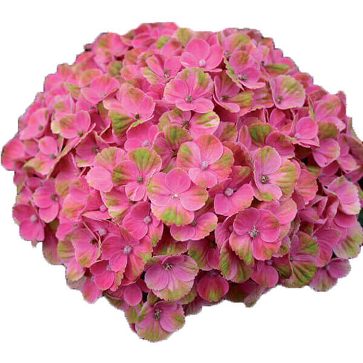 Picture of Hydrangea Magical Coral Rose