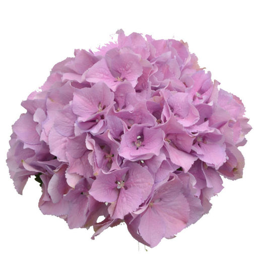 Picture of Hydrangea Royal Benfit