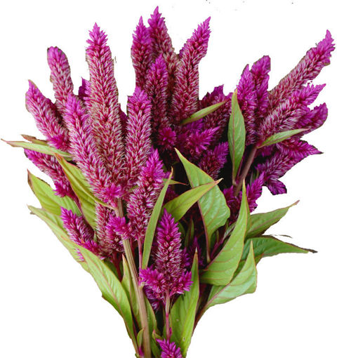 Picture of Celosia sp. Celway Purple