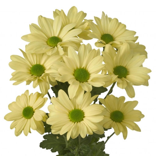 Picture of Chrysant. Spray Kennedy Cream