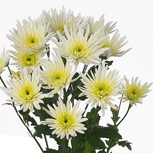 Picture of Chrysant. Spray Delianne