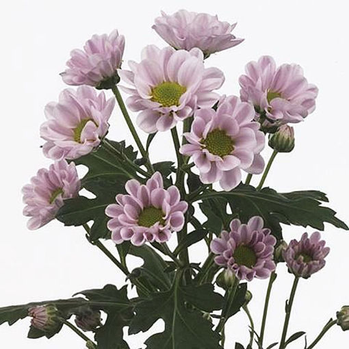 Picture of Chrysant. Santini Rossi Pink